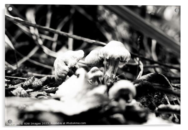Enchanting Gymnopilus in Monochrome Acrylic by RJW Images