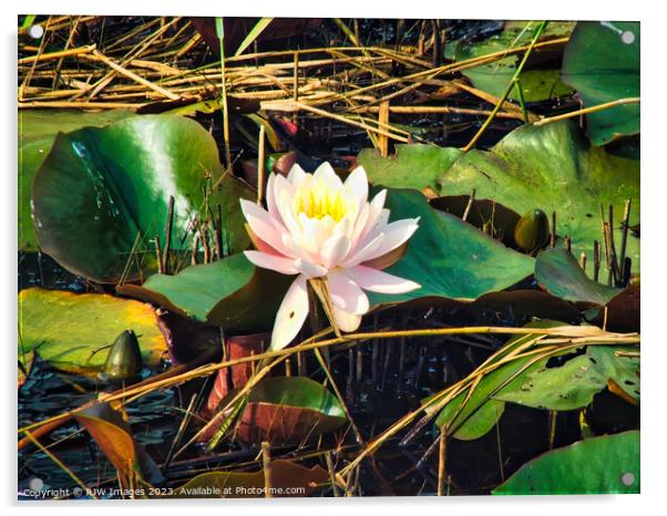 Waterlily (Water Lily) Acrylic by RJW Images
