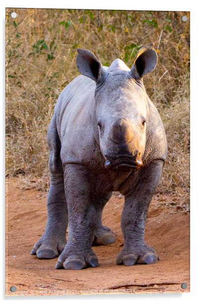 A baby rhinoceros standing in a dirt field Acrylic by David Aspinall