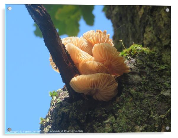 Mushroom in a tree  Acrylic by Teresa James