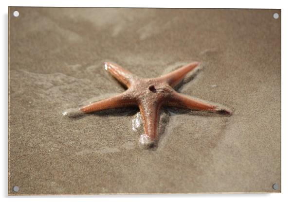 A close up of a starfish Acrylic by IAIN SUTHERLAND