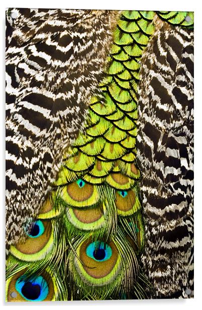 Peacock Pattern Acrylic by Chris Walker