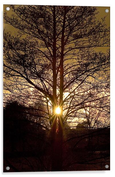 Glorious Tree, Sunset, Foulridge, Lancashire Acrylic by Chris Walker