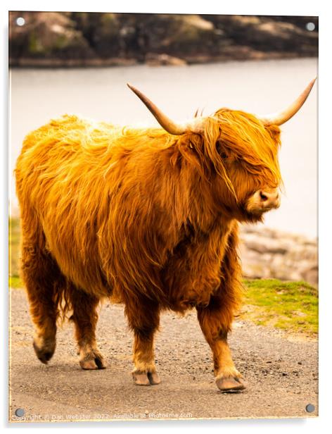 Beautiful Highland Cow - Isle of Harris, Outer Hebrides, Scotland  Acrylic by Dan Webster