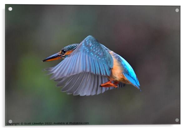 Kingfisher in Flight Acrylic by Scott Llewellyn