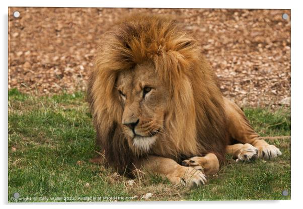 Lion Resting  Acrylic by Sally Wallis