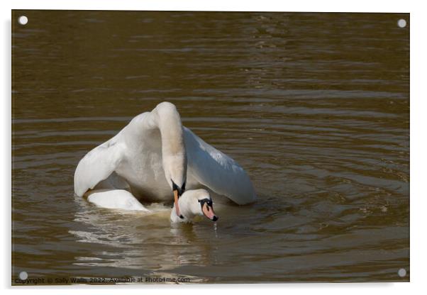 Swans mating Acrylic by Sally Wallis