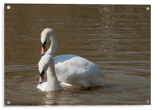 Swan Courtship Progressing Acrylic by Sally Wallis