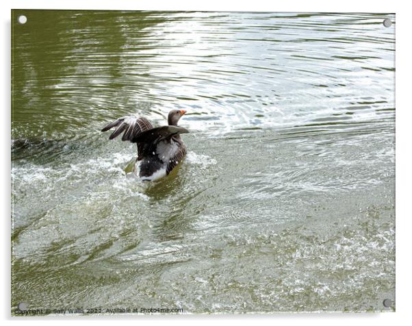 greylag goose landing on lake Acrylic by Sally Wallis