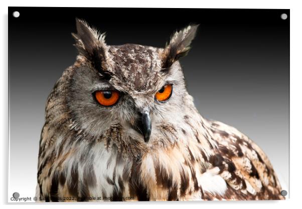 Eagle Owl Head Acrylic by Sally Wallis