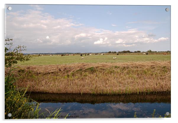 Recently cleared waterway across Sussex Marshes Acrylic by Sally Wallis