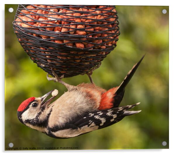 Greater Spotted woodpecker with nut Acrylic by Sally Wallis