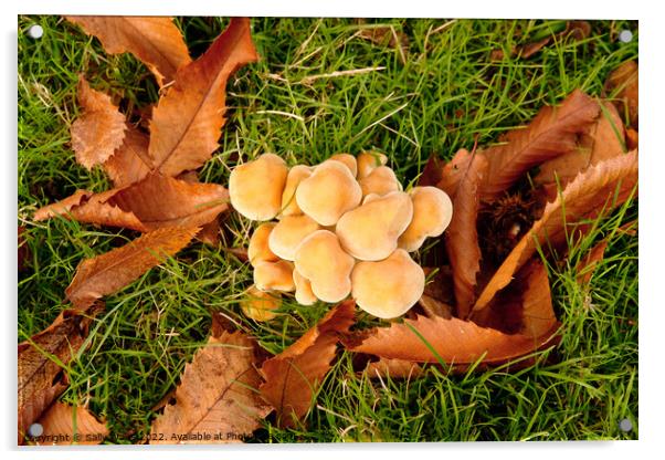 cluster of fungus among leaves Acrylic by Sally Wallis