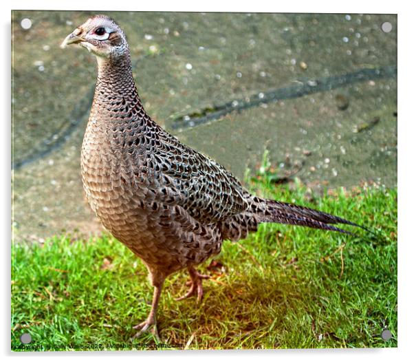 Hen Pheasant in evening light Acrylic by Sally Wallis