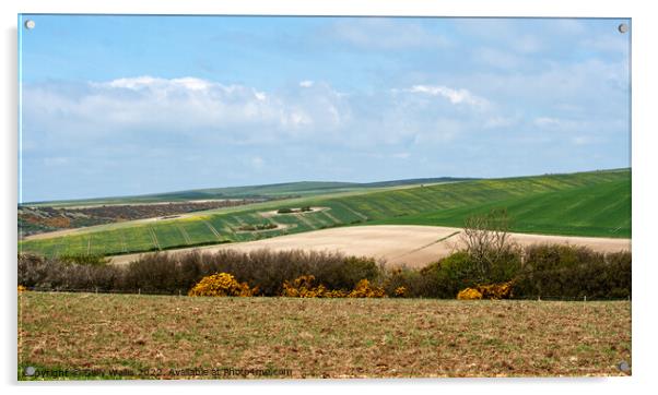 Spring crops on the South Downs Acrylic by Sally Wallis