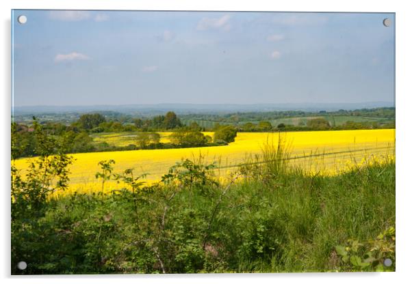 Looking across fields of Bright Yellow crops Acrylic by Sally Wallis