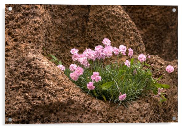 Dianthus growing in rocks Acrylic by Sally Wallis