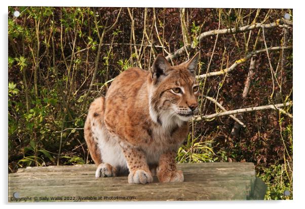 Lynx, wild cat, watching Acrylic by Sally Wallis