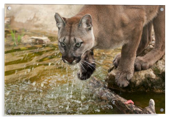 Cougar or mountain lion drinking Acrylic by Sally Wallis