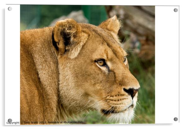 Lioness looking intently  Acrylic by Sally Wallis