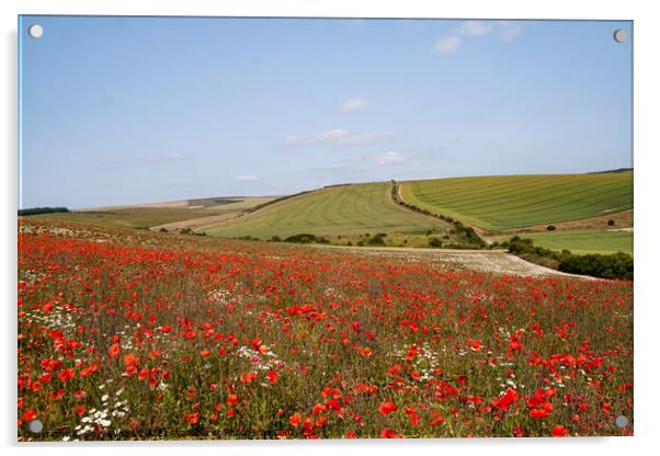 South Downs Poppy field Acrylic by Sally Wallis