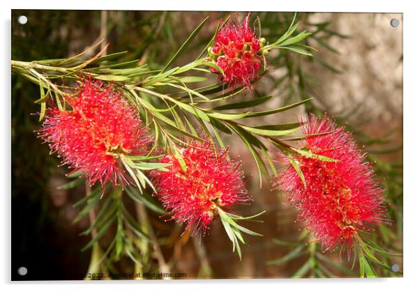 Bottle brush bush with rain drops  Acrylic by Sally Wallis