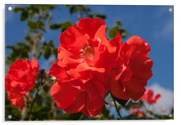 Bright red rose against dark blue sky Acrylic by Sally Wallis