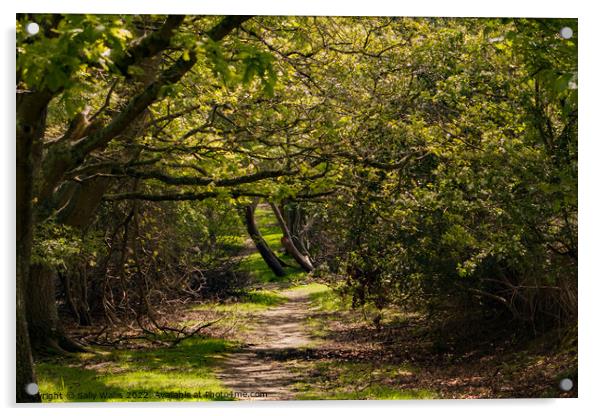 Woodland path Acrylic by Sally Wallis