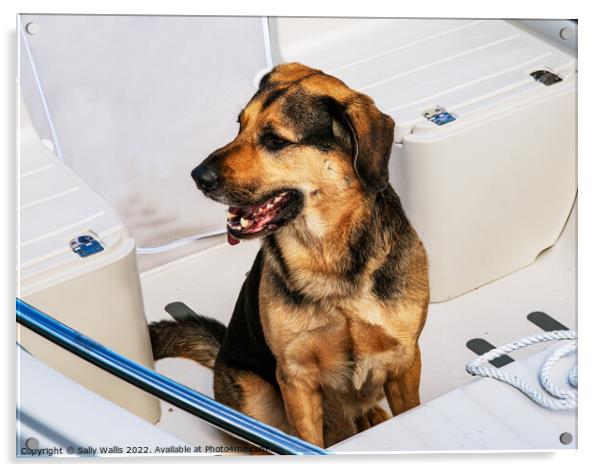 Dog on Board Acrylic by Sally Wallis