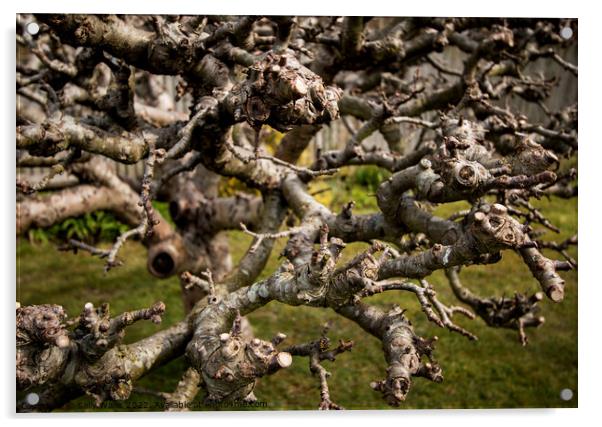 Much Pruned Apple Tree Acrylic by Sally Wallis