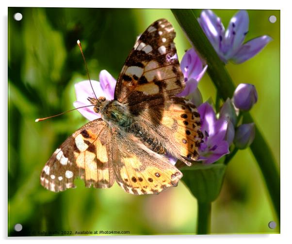Painted lady butterfly  Acrylic by Sally Wallis