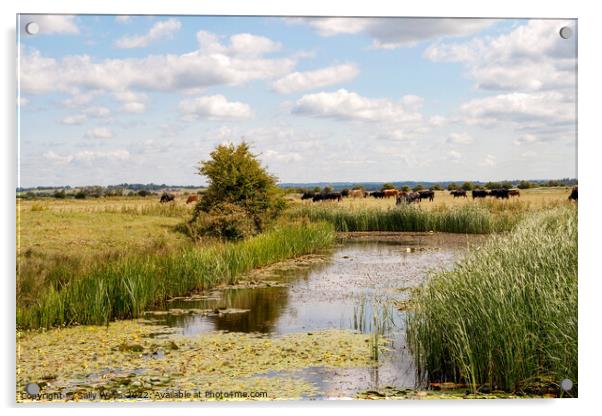 Cattle on bank of Pevensey Marsh Dyke Acrylic by Sally Wallis
