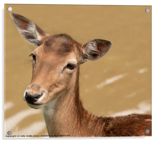 Head of fallow-deer doe Acrylic by Sally Wallis