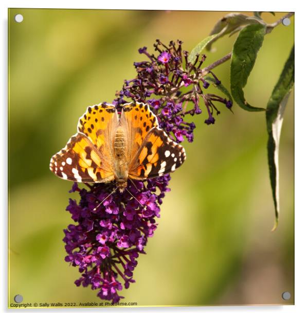 Painted Lady on lilac Acrylic by Sally Wallis