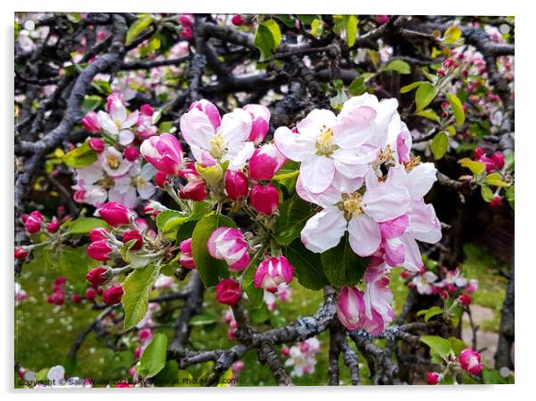 fresh apple blossom on a gnarled old tree Acrylic by Sally Wallis