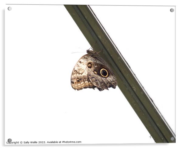 Brown Owl Butterfly Acrylic by Sally Wallis