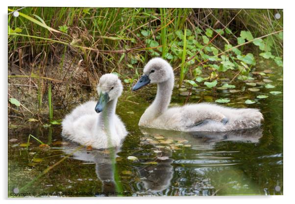 Two very young cygnets Acrylic by Sally Wallis