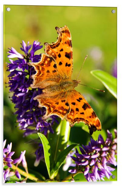 Comma Butterfly Acrylic by Sally Wallis