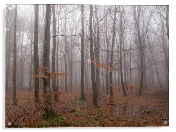 Woodland in Wet & Mist Acrylic by Sally Wallis
