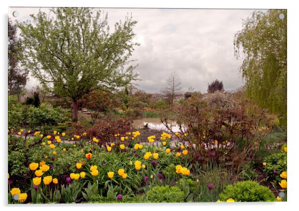 Across yellow tulips towards a small pond Acrylic by Sally Wallis