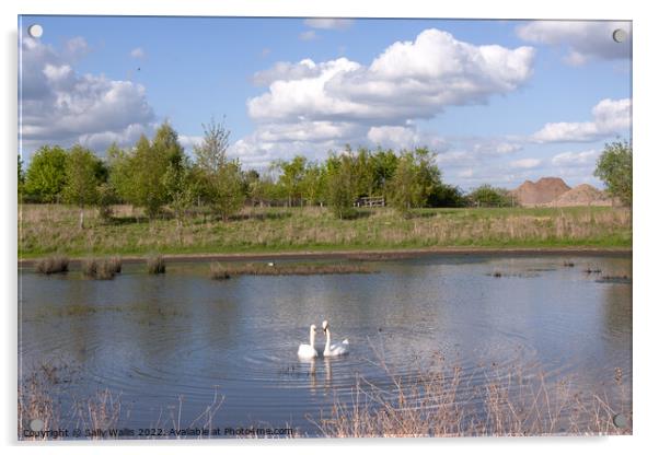 Swans on Hastings reservoir Acrylic by Sally Wallis