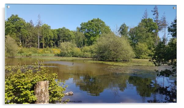 Abbots Wood Carp Pond Acrylic by Sally Wallis