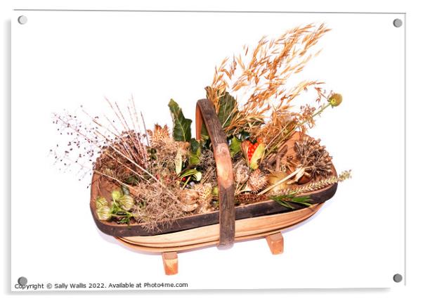 Trug basket of seed heads Acrylic by Sally Wallis