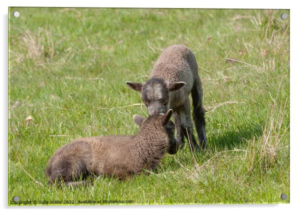 Shetland sheep, twin lambs Acrylic by Sally Wallis