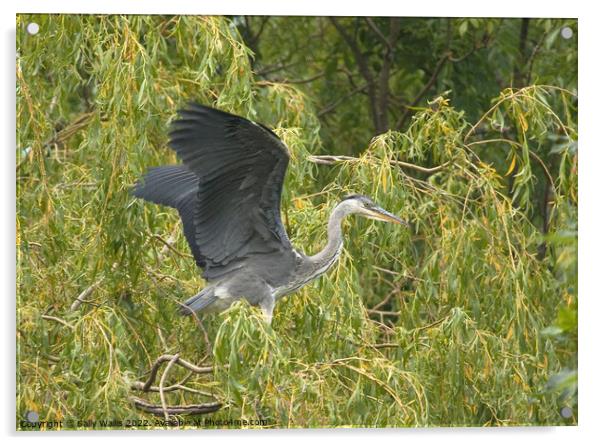 Heron taking off Acrylic by Sally Wallis