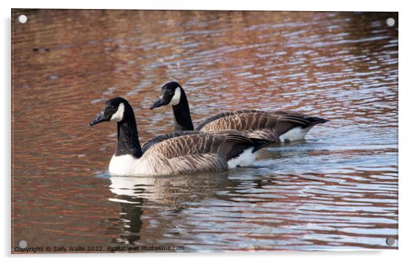 Pair of Canada geese in spring Acrylic by Sally Wallis