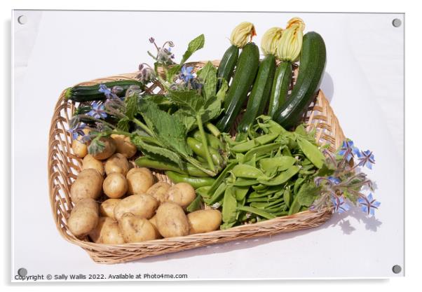 Basket of garden vegetables Acrylic by Sally Wallis