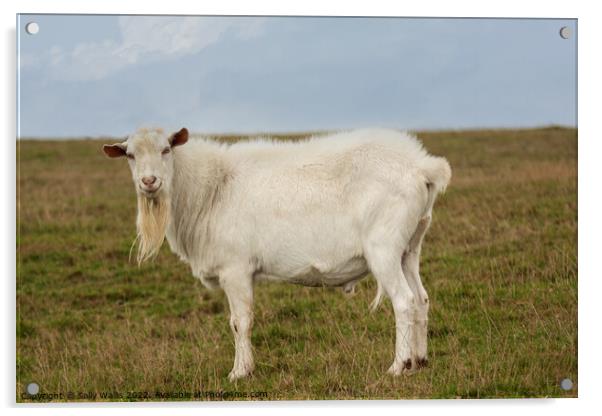 Billy Goat Gruff Acrylic by Sally Wallis