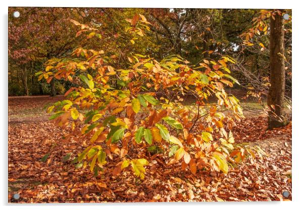Small chestnut bush turning colour Acrylic by Sally Wallis