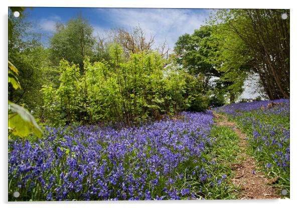 Path through Bluebells Acrylic by Sally Wallis